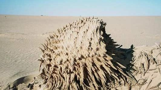 An old tree in the old white desert Farafra Egypt travel booking.webp